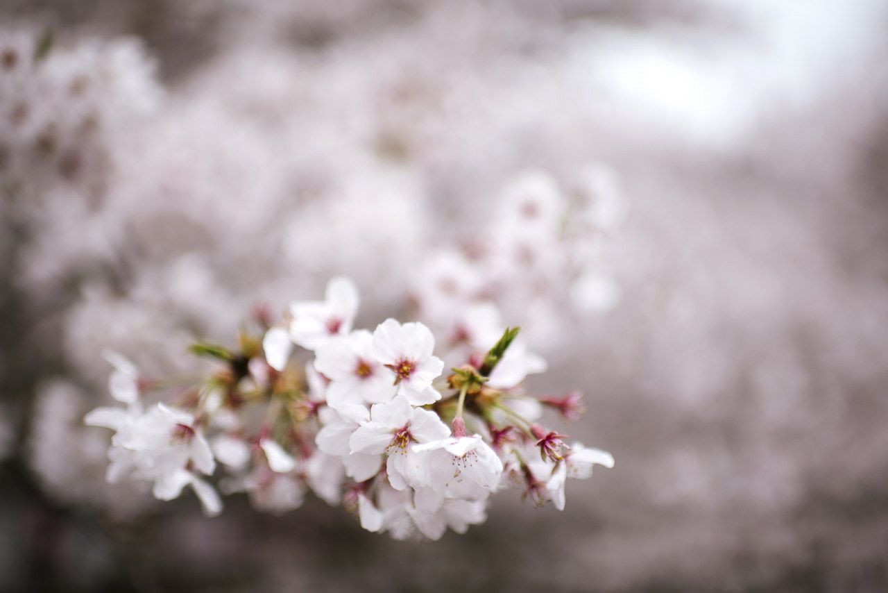 Cherry blossoms in Japan