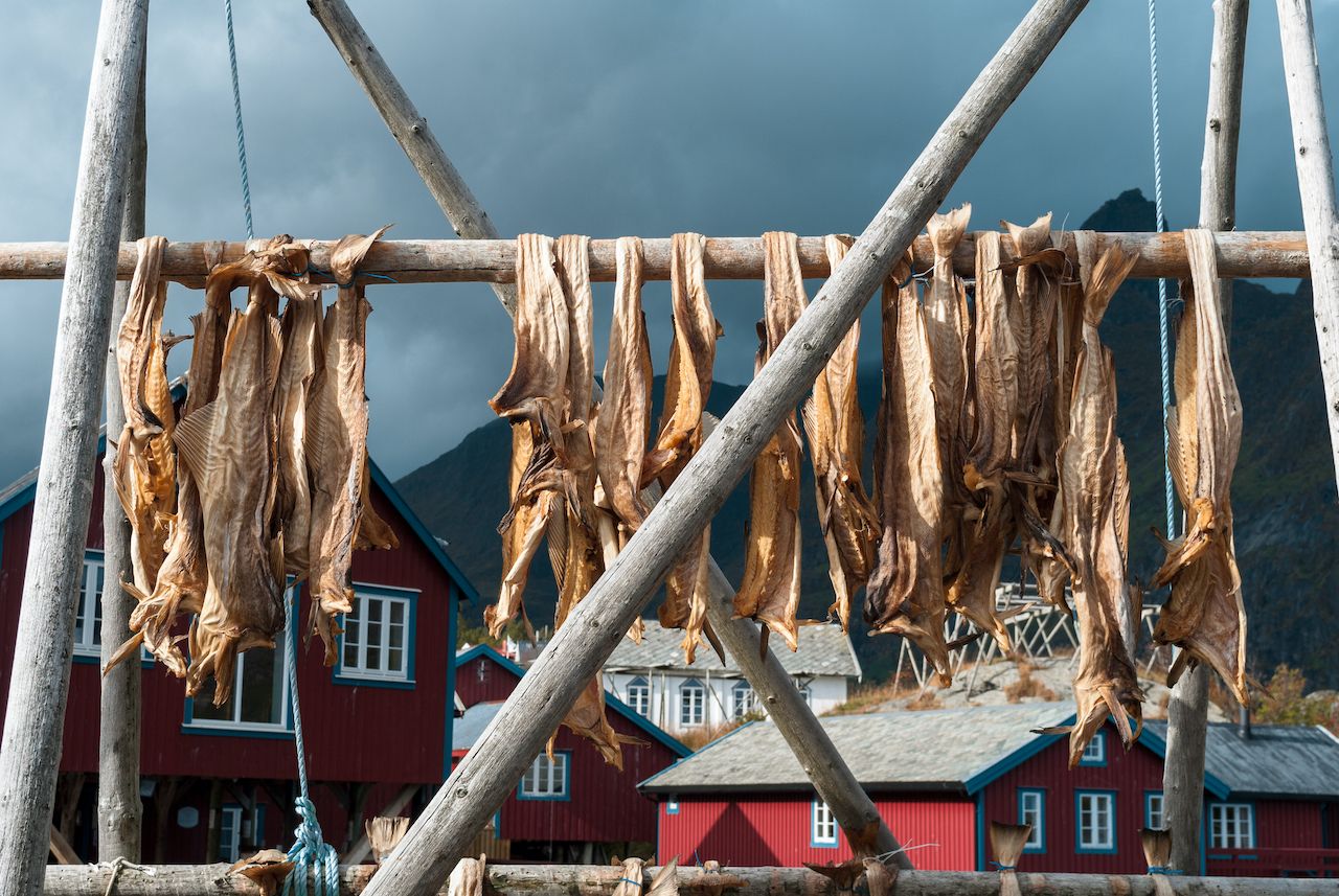 Cod drying in rack in Reine, Lofoten